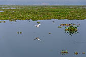 Kerala backwaters, travelling the neighborhood by public ferry service from  Alleppey to Kumbakonam. 